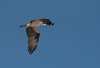 110905-1899 Osprey flying over the beach at Cape Canaveral (Florida)