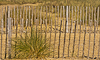 120922-4296 Marram Grass & fencing to prevent erosion at Walberswick beach