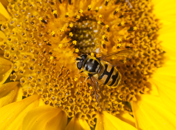 Hoverfly on a sunflower