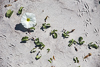140522-5152 Beach Morning Glory, Ipomoea stolonifera, on a dune, Florida