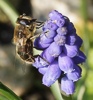 160317-4201 Common Drone Fly on a Grape Hyacinth flower, Cambridge