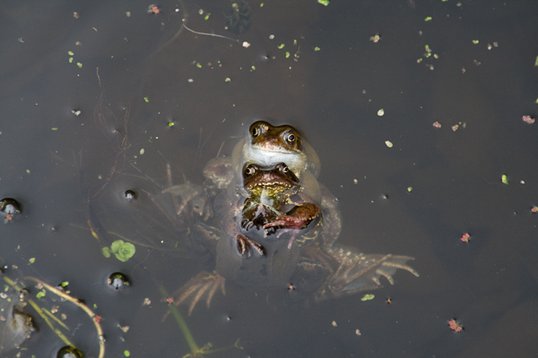 Three frogs in a garden pond