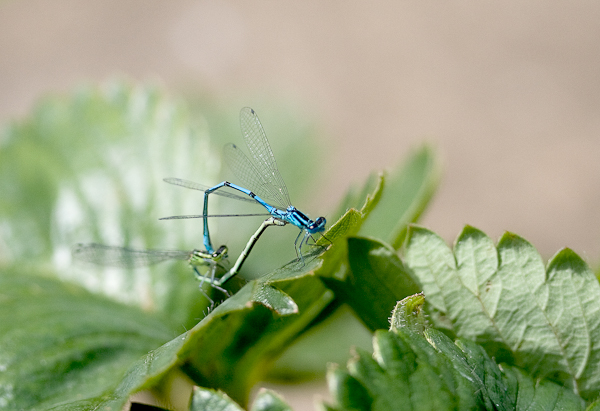 Mating azure damselflies near a garden pond