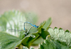 100705-7813 Mating azure damselflies near a garden pond