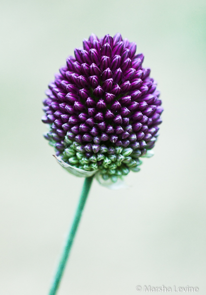 Round-headed leek (Allium sphaerocephalon)