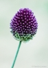 100708-7829 Round-headed leek (Allium sphaerocephalon)