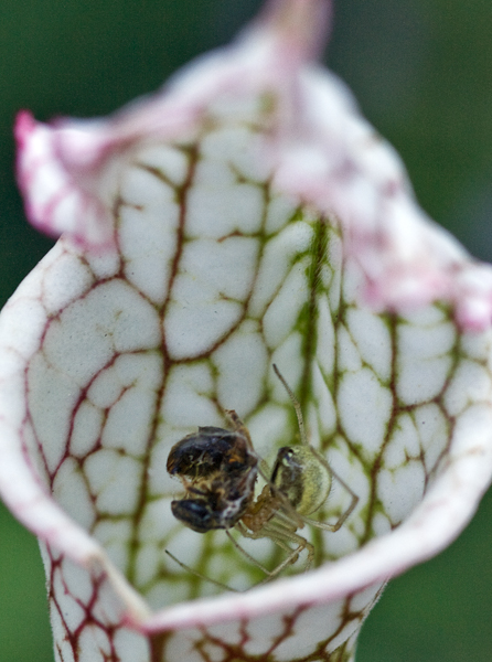 A spider and its prey in a pitcher plant