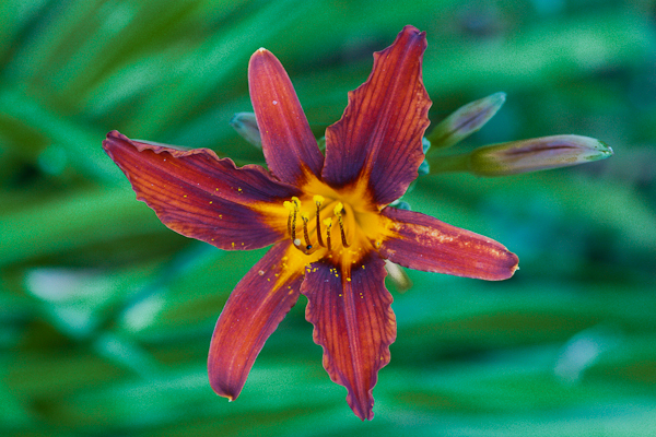 Daylily (Hemerocallis 'Sammy Russell') 