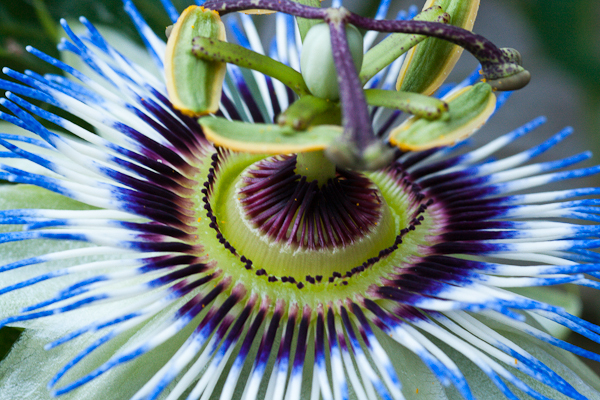 Passion flower (Passiflora caerulea)