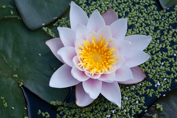 Waterlily (Nymphaea sp.)