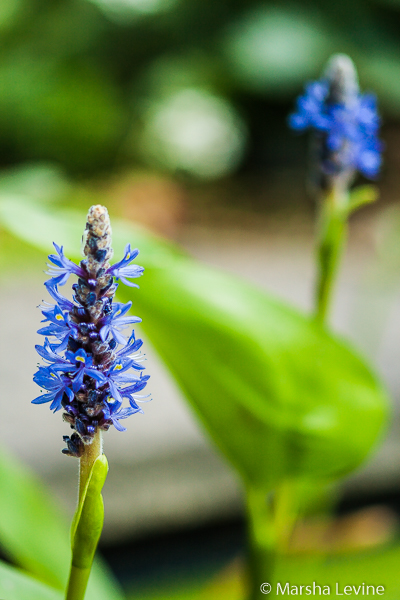 Pickerel weed (Pontederia cordata)