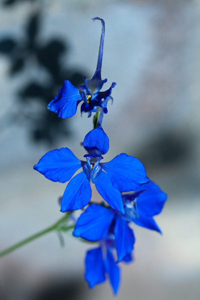 Larkspur (Consolida sp.)