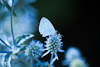 100727-7962 Holly Blue butterfly on Sea Holly