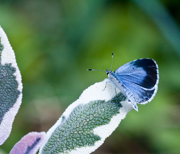 Holly Blue butterfly on variagated sage