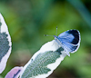 100801-7973 Holly Blue butterfly on variagated sage