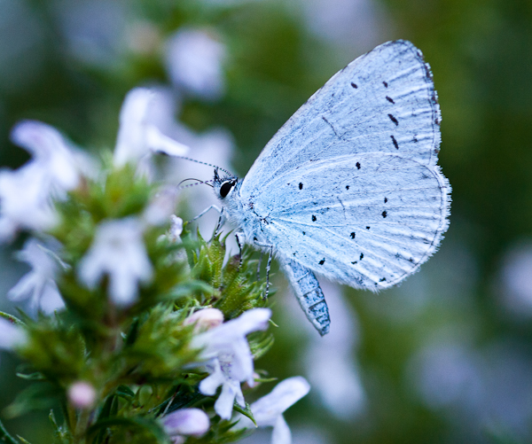 Holly Blue butterfly on Winter Savory