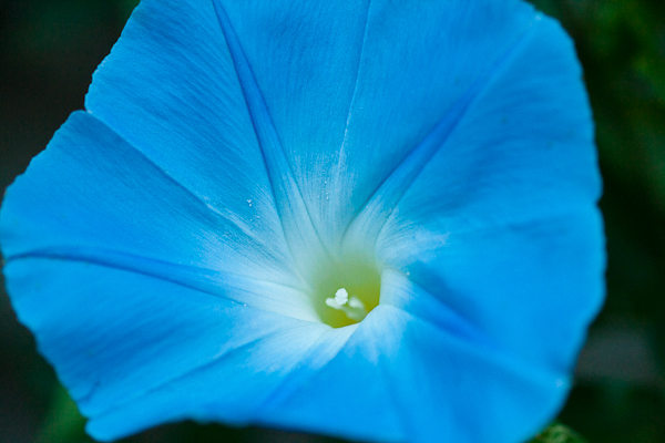 Morning glory 'Heavenly Blue'