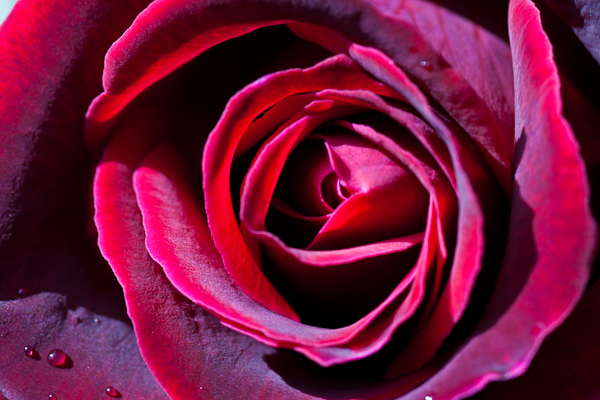 Rosa 'Deep secret'