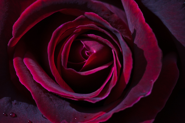 Rosa 'Deep Secret'