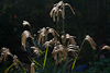 100912-8376 Miscanthus nepalensis (Himalayan fairy grass)