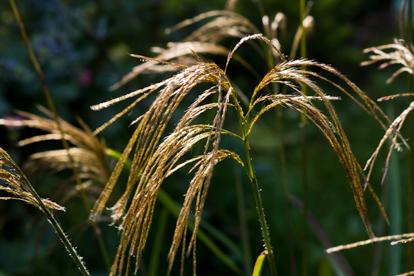 Miscanthus nepalensis (Himalayan fairy grass)