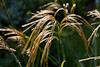 100912-8380 Miscanthus nepalensis (Himalayan fairy grass)