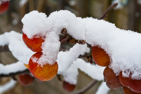 Crabapple, 'Malus 'Evereste'