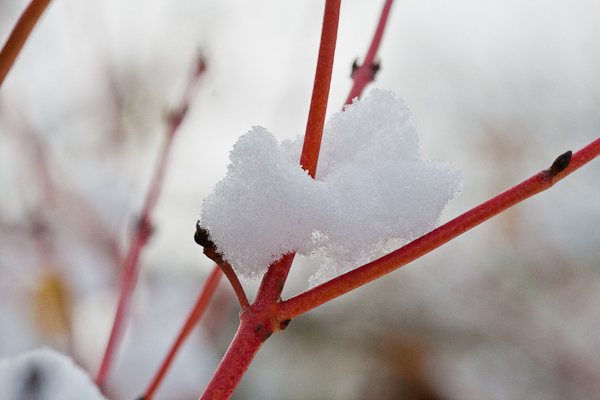 Cornus sanguinea 'Midwinter Fire' 