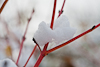 101219-8908 Cornus sanguinea 'Midwinter Fire' 