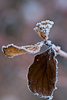 101220-8925 Cornus sanguinea 'Midwinter fire'