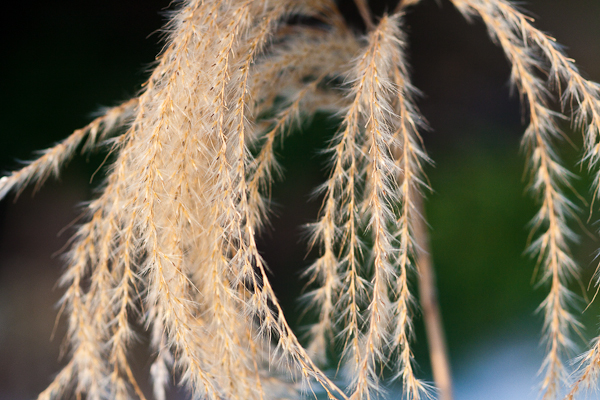 Miscanthus nepalensis (Himalayan fairy grass)