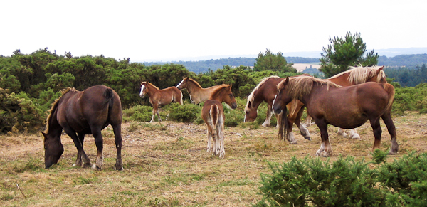 Trait Breton horses grazing heathland