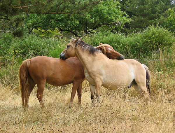 Horse social behaviour: mutual grooming