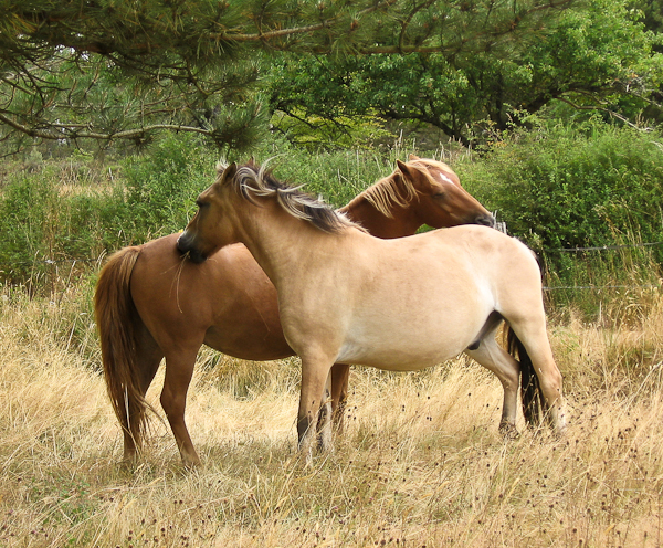 Horse social behaviour: mutual grooming