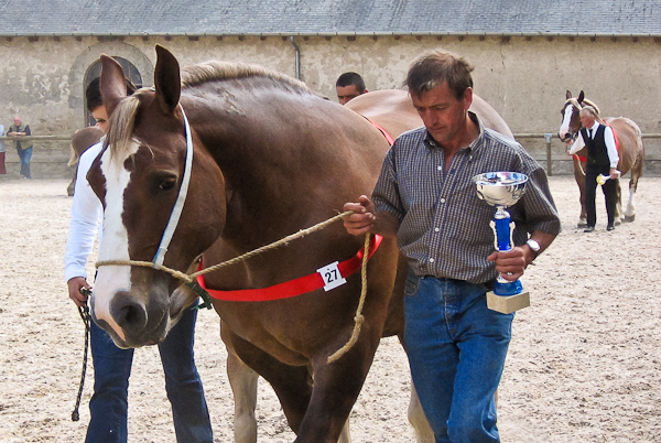 Trait Breton horse show 