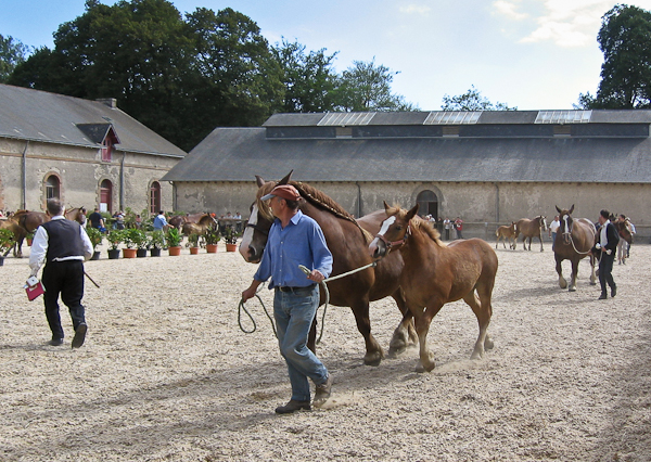 Trait Breton horse show