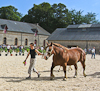050719-0875 Trait Breton horse show 