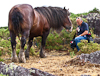 050720-0905 Trait Breton stallion grazing heathland