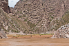 070624-1608 Cattle and donkeys grazing on the bank of the Yellow River (Gansu)