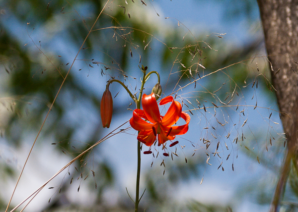 Red Turk's-cap lily, Binglingsi (Yellow River, Gansu)