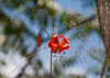 070624-1675 Red Turk's-cap lily, Binglingsi (Yellow River, Gansu)