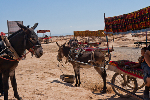 Donkeys pulling vehicles in Gaochang (Turfan, Xinjiang)