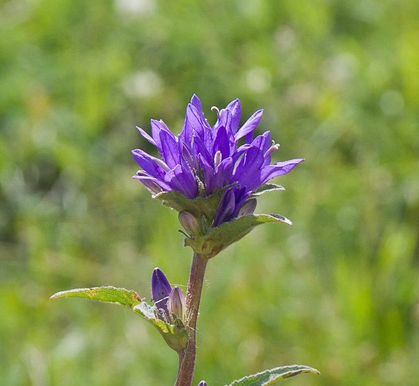 Wild campanula (West White Poplar Gully, Xinjiang)