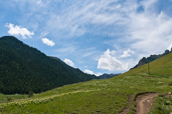 West White Poplar Gully landscape (Xinjiang)