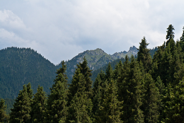 West White Poplar Gully landscape (Xinjiang)