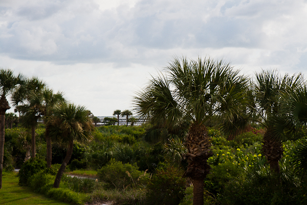 Cape Canaveral sand dunes (Florida)