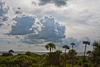 110903-1726 Cape Canaveral sand dunes (Florida)