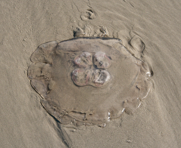 Moon Jellyfish on the sandy beach (Florida)