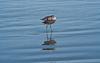 110905-1881 Willet on the beach (Florida)