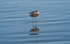 110905-1881 Willet on the beach (Florida)